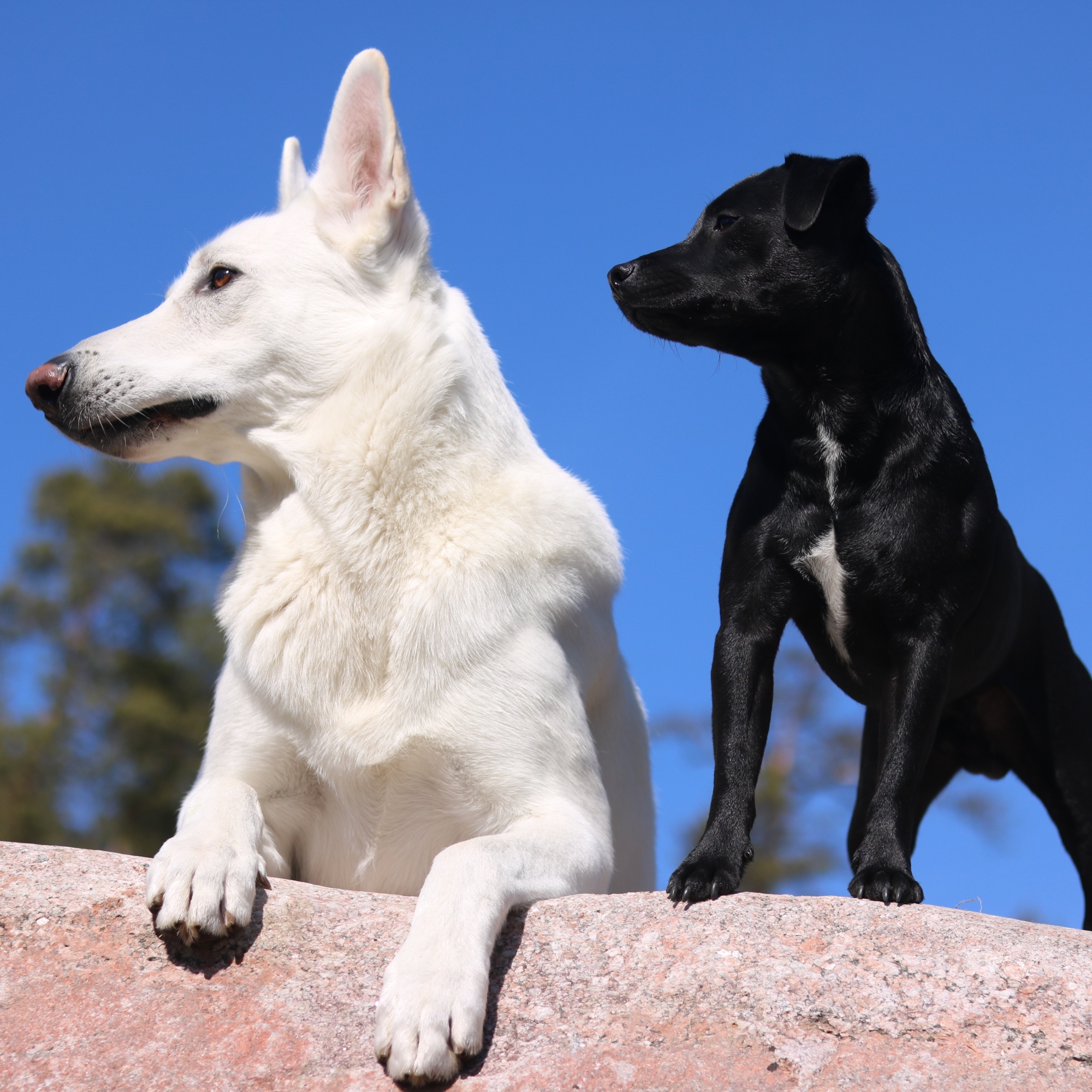 White shepherd and small Terrier by TeamK
