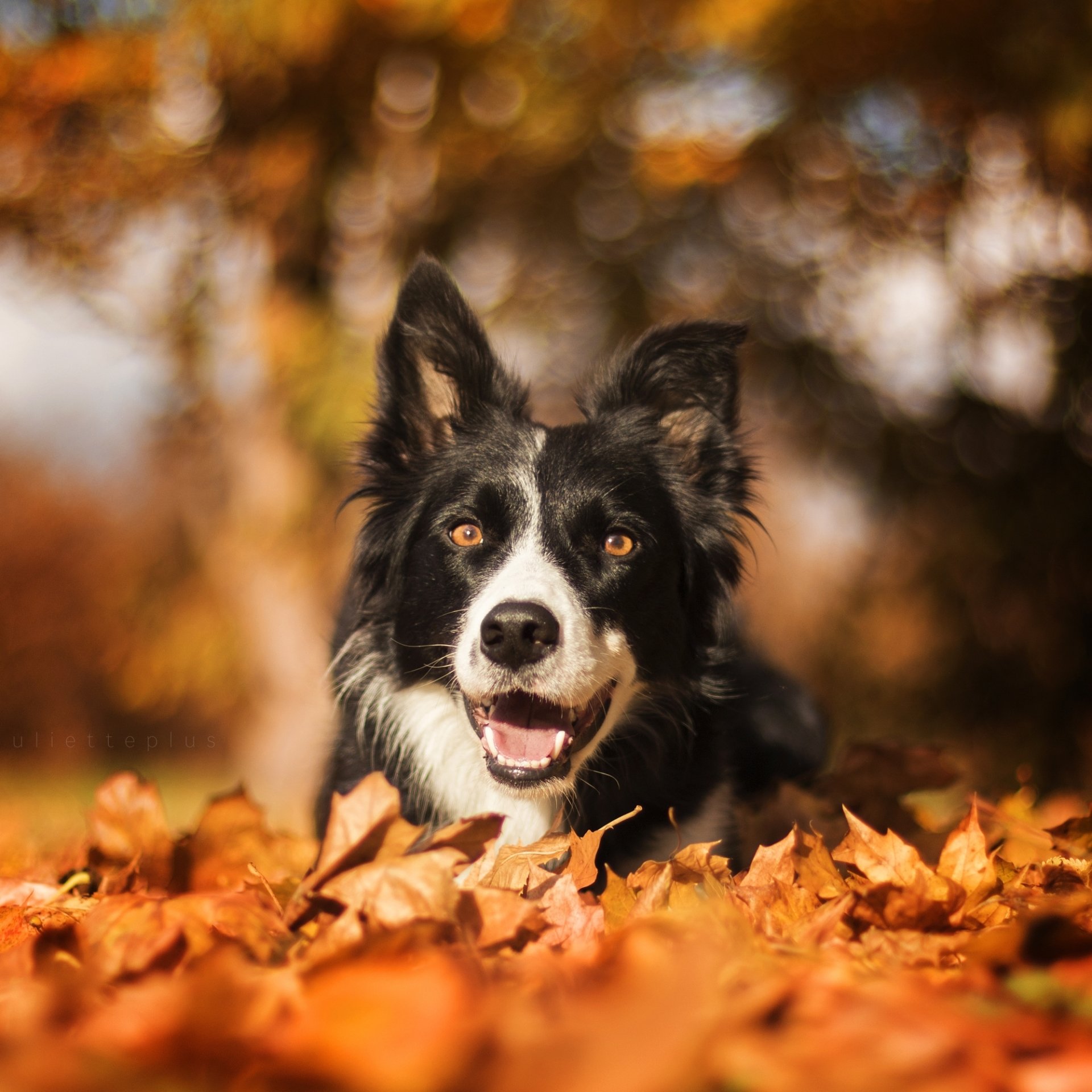 Download Depth Of Field Leaf Bokeh Fall Dog Border Collie Animal PFP