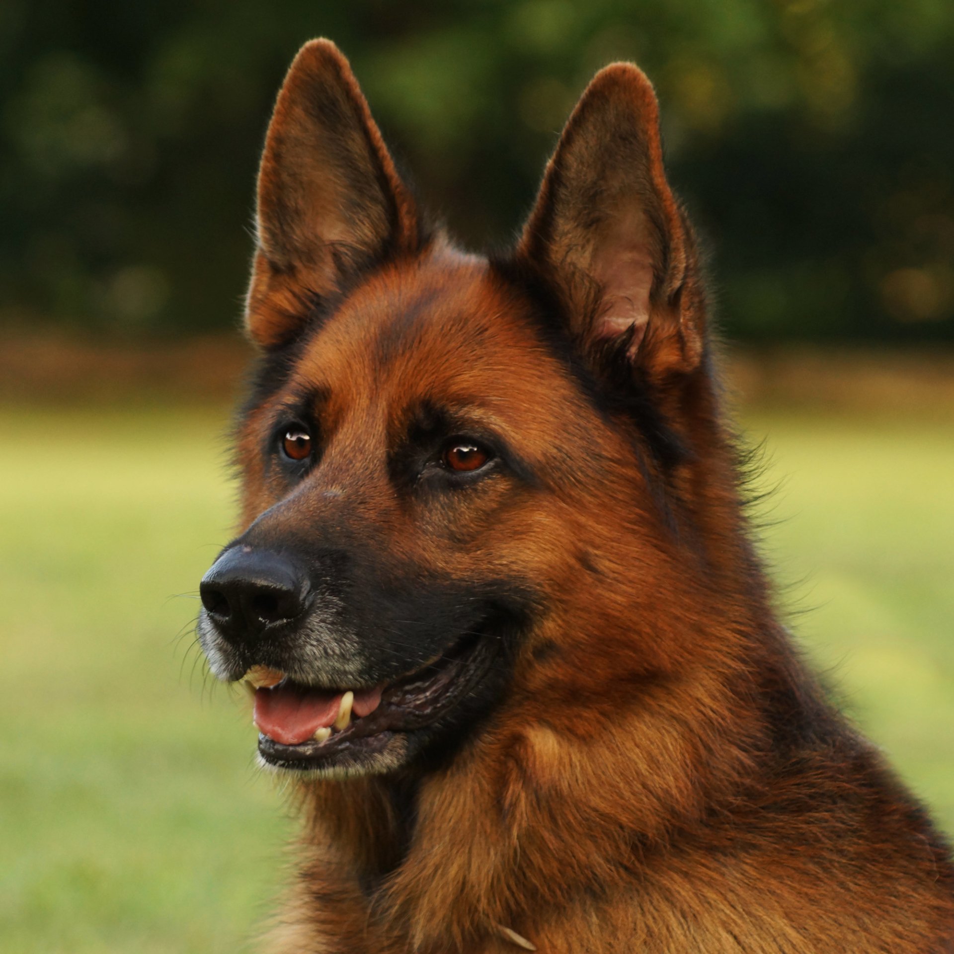 Download Muzzle Dog German Shepherd Animal PFP