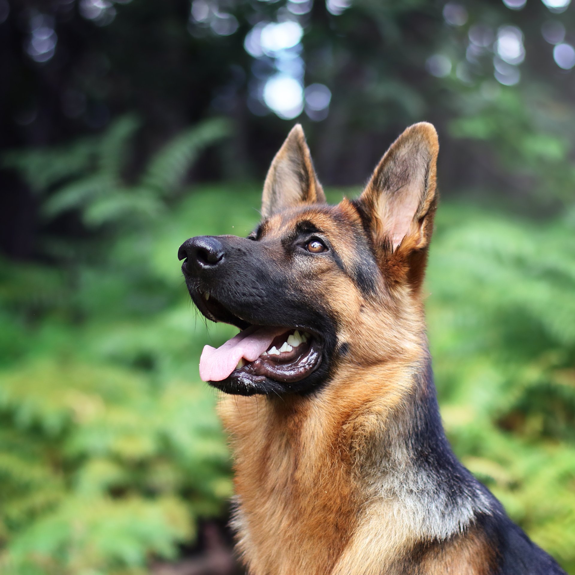 Download Blur Dog German Shepherd Animal PFP