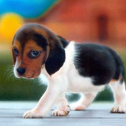 Cute Beatle Puppy