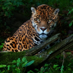 Jaguar Pfp
