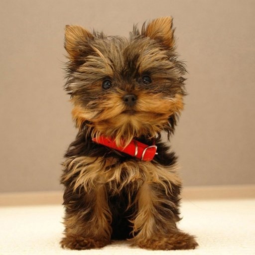Download Dog Yorkshire Terrier Puppy Cute Animal PFP