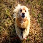 Profile photo of a fluffy golden dog sitting on dry grass, used as a forum avatar.