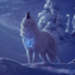 Download Moon Snow Winter White Wolf Wolf Animal Winter Animals PFP