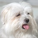Close-up of a fluffy white Maltese dog with its tongue slightly out, used as a forum avatar/profile photo.