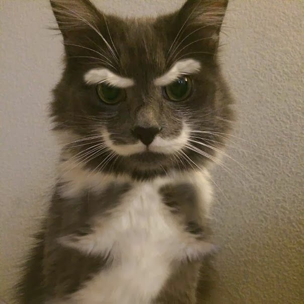 Download Cat Animal PFP