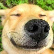 Download Doge Funny PFP