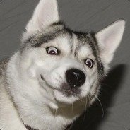 Download Husky Funny Animal PFP