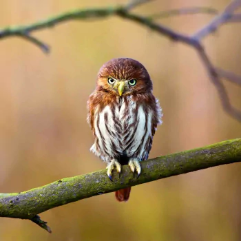 branch owl bird Animal PFP