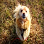 Profile photo of a fluffy golden dog sitting on dry grass, used as a forum avatar.