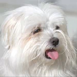  Moril-bichon maltais