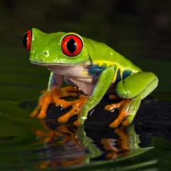 amphibian frog red-eyed tree frog Animal PFP