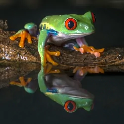 amphibian reflection frog red-eyed tree frog Animal PFP