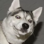  Cross eyed husky