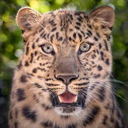 leopard Animal PFP