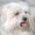 Maltese