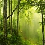 Download Nature Forest PFP