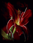 Close-up of a vibrant red flower with delicate petals and a dark background, used as a nature-themed forum profile avatar.