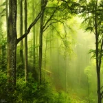 nature forest PFP