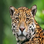 Animal jaguar PFP