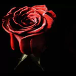  beautiful rose