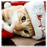Close-up of an orange cat wearing a white and red Santa hat, used as a forum avatar or profile photo.