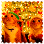 Forum avatar showing two orange cats wearing festive holiday hats in front of a brightly decorated Christmas tree with golden ornaments.