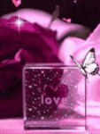 Animal butterfly PFP