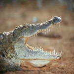 Animal crocodile PFP