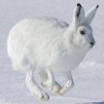 Download Animal Rabbit PFP