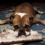 Profile photo of a bulldog lying flat on a patterned rug, resting its head on a rolled newspaper.