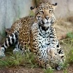 Download Animal Leopard  PFP