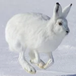  Snow Bunny