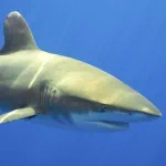  Deadly Shark