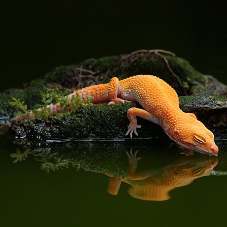 Gecko Pfp by Ayie Permata Sari