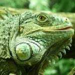 Download Animal Iguana PFP