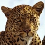 Download Animal Leopard PFP