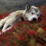 Download Sleeping Animal Wolf PFP