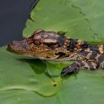 Download Animal Crocodile PFP