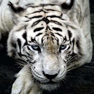 Download Animal White Tiger PFP