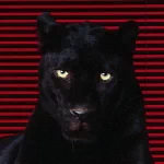  Black Magic 