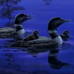  Family Of Ducks