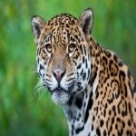 Download Animal Jaguar PFP