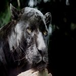 Download Animal Black Panther PFP