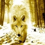 Wolf-1, 150X150 by iamlonewolf2