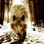 Wolf-4, 150X150 by iamlonewolf2