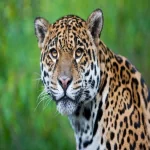 Animal jaguar PFP
