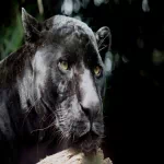 Animal black panther PFP