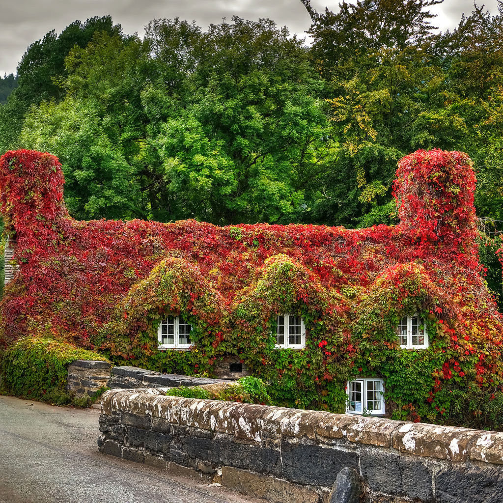 House in Wales Covered by Ivy